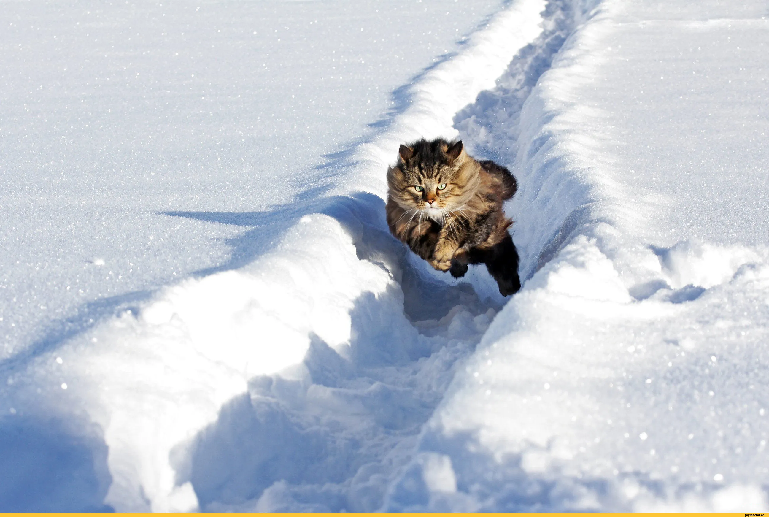 Зима шагает. Кошки зимой. Кот в снегу. Кот в сугробе. Животные радуются снегу.