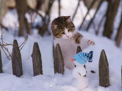 Зимние крошки: Забавные фото с маленькими зимними радостями