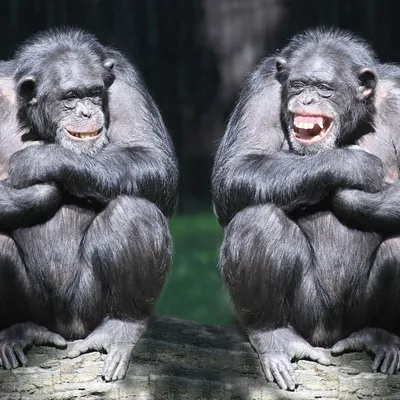Прикольные шимпанзе: Новые фото в HD качестве