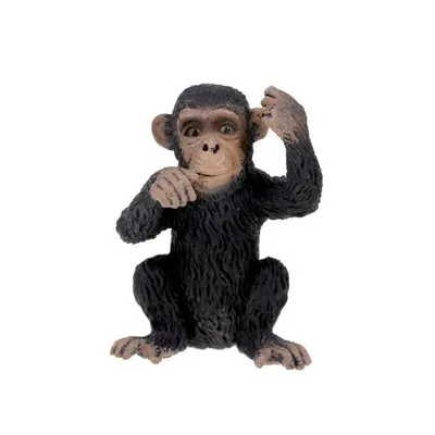 Прикольные шимпанзе фотографии