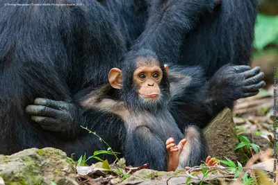 HD обои с обезьянами: Высококачественные фотографии для скачивания