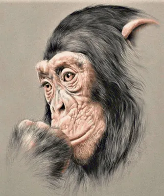 Бесплатные обои с прикольными шимпанзе: Полезная коллекция