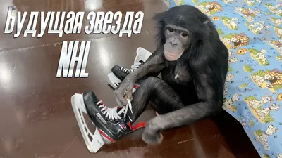 Скачать HD фото обезьян: Прикольные шимпанзе в новом свете