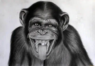 Бесплатные фоны с прикольными шимпанзе: Выбирай и качай!