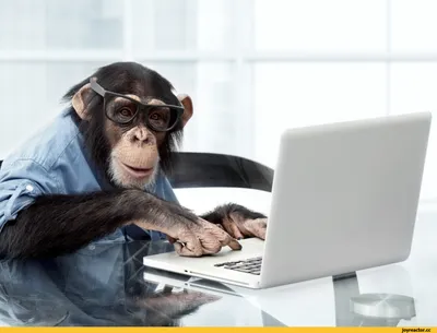 Смешные шимпанзе в JPG формате: Бесплатные загрузки для вас
