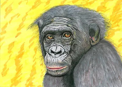 Жизнь в мире обезьян: прикольные шимпанзе на фото