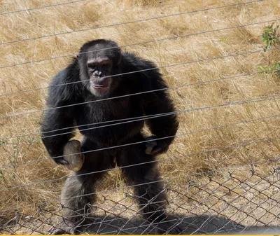 В мире обезьян: веселые истории шимпанзе на фото