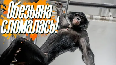 Шаловливые шимпанзе: фотографии с непредсказуемыми моментами
