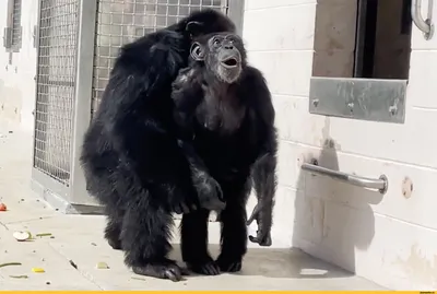 Загадочные обители джунглей: шимпанзе на веселых снимках