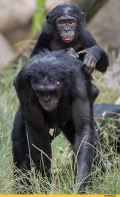 Фотографии природы: веселые моменты с шимпанзе