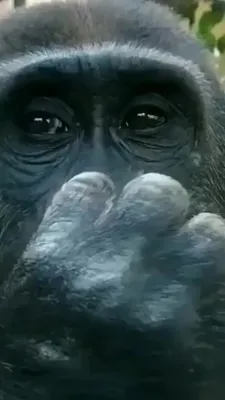 Смех и радость в лесу: шимпанзе на фотографиях