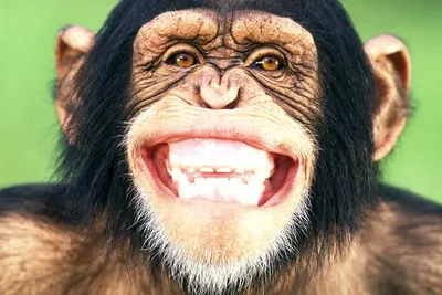 Шимпанзе в фокусе: красочные и забавные фотографии