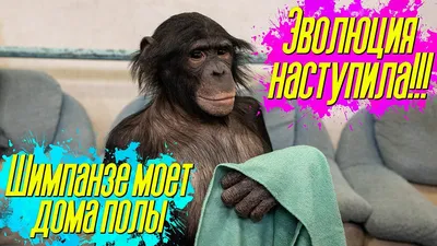 Шимпанзе в искусстве: HD изображения для скачивания