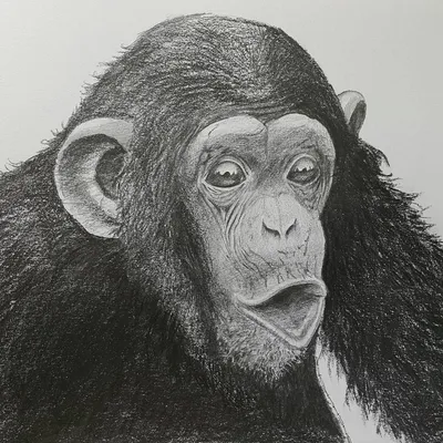 Шимпанзе в природе: Захватывающие снимки в HD