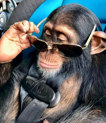 Скачать бесплатно: Лучшие фотографии прикольных шимпанзе