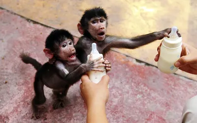 Искусство обезьян: Красивые рисунки и фотографии