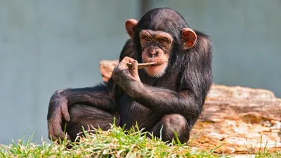 Изображения обезьян для android: бесплатные фото в хорошем качестве
