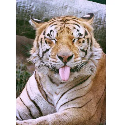 Увлекательные фото тигров для скачивания (jpg, png, webp)