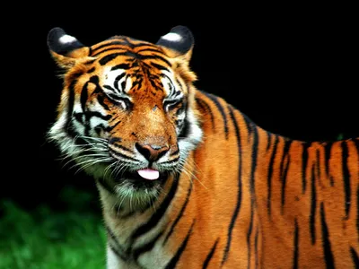 Захватывающие изображения тигров (jpg, png, webp)