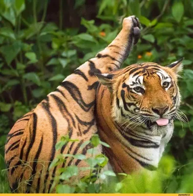 Забавные тигры в различных форматах (jpg, png, webp)