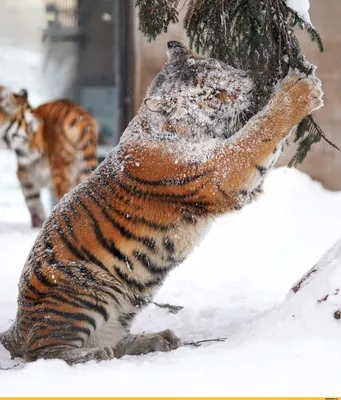 Фото тигров в высоком разрешении (jpg, png, webp)