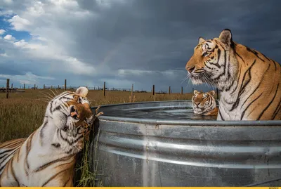 Красивые тигры на ваш выбор (jpg, png, webp)