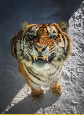 Магнетические фото тигров на любой вкус (jpg, png, webp)