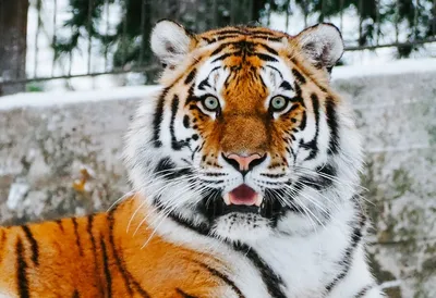 Шикарные тигры в высоком качестве (фото)