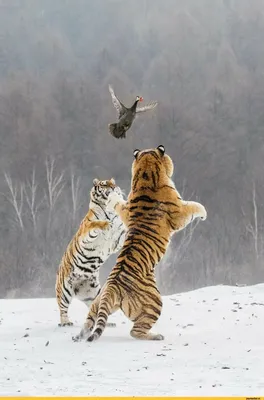 Впечатляющие фотографии тигров (фото)