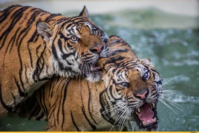 Прекрасные тигры на экране вашего устройства (фото)