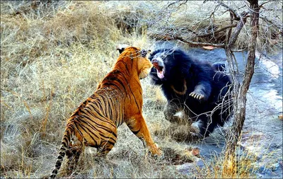 Уникальные фото тигров на любой вкус (фото)