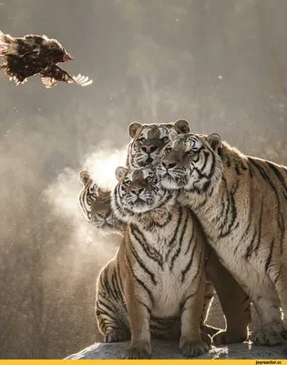 Забавные тигры в различных форматах (фото)