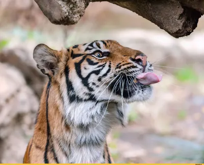 Привлекательные картинки тигров (фото)