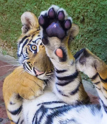 Завораживающие изображения тигров (jpg, png, webp)
