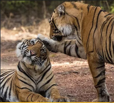 Прикольные тигры в высоком качестве (фото)