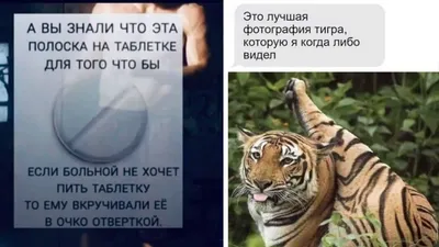 Впечатляющие фотографии тигров (jpg, png, webp)