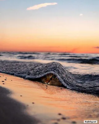 Фотки женщин на пляже бесплатно