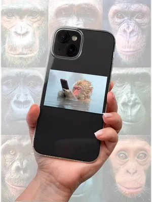 Фотк с обезьянами: Забавные моменты в картинках