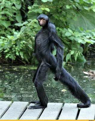 2024 год в обезьяньих фотографиях: самые яркие моменты