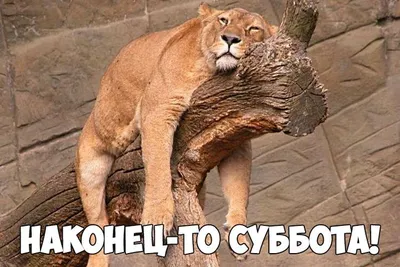 Субботний юмор на фотографиях