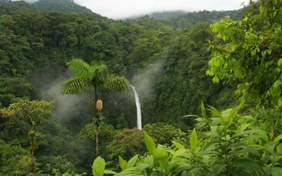 Фото джунглей в формате PNG для скачивания