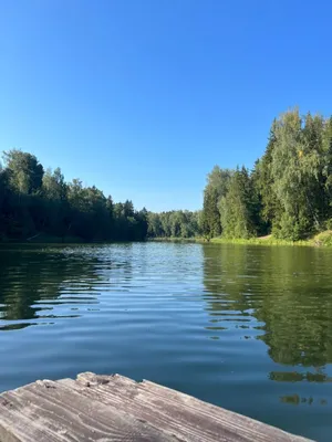 Откройте для себя красоту природы: лес и река