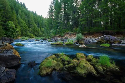 Фотографии природы: лес и река во всей красе