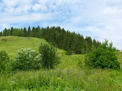 Зеленая арка из деревьев: лучшие фото летнего леса для скачивания