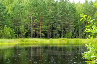 Природа во всей своей красе: скачай фотографии леса в 4K