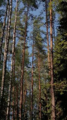 Летний бриз в листве: фотоинтриги в лесной атмосфере