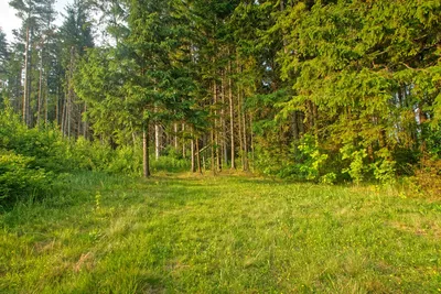 Солнечные лучи проникают сквозь зеленую листву: новые фото природы летнего леса