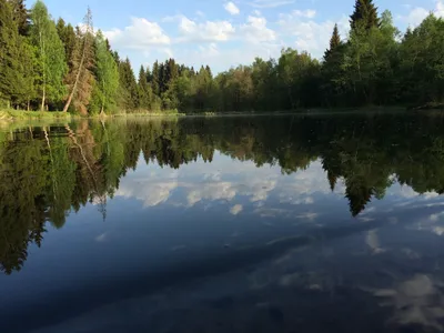 Зеленая палитра: фотографии летнего леса в ярких тонах