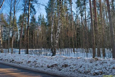 Весенние фотографии: вдохновение природой в марте