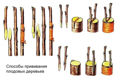 Прививка деревьев весной фотографии